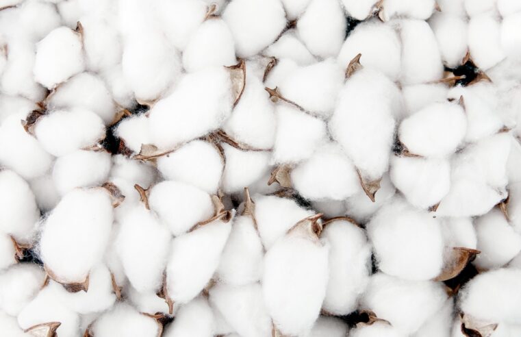 Organic Cotton: An Environmental Savior and Why We Should Embrace It