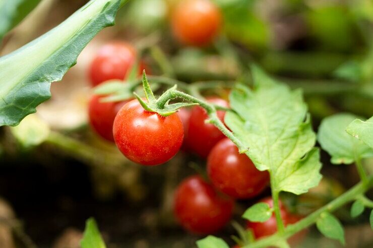 How Climate Change is increasing Food Prices and Impacting the Global Economy